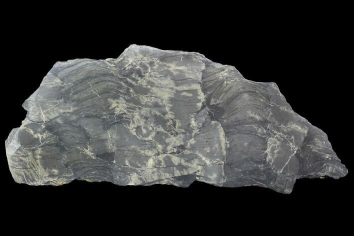 Polished Stromatolite From Russia - Million Years #102037